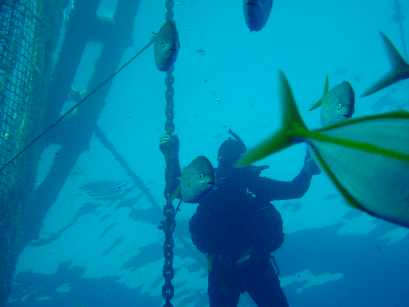 AP Marine Environmental Consultancy Ltd > Services > Fisheries Research